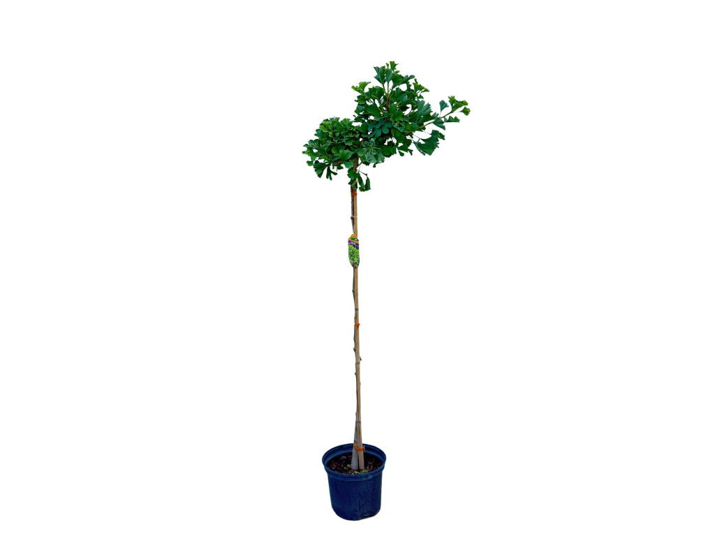 Dreviny na kmienku Ginko dvojlaločné Mariken na 100 120 cm kmienku(4)