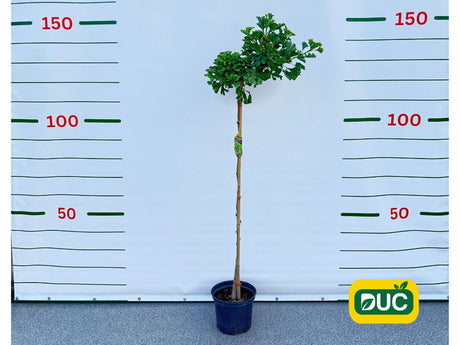 Dreviny na kmienku Ginko dvojlaločné Mariken na 100 120 cm kmienku(2)