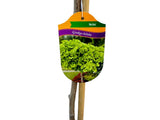 Dreviny na kmienku Ginko dvojlaločné Mariken na 100 120 cm kmienku(8)