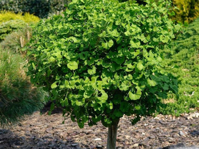 Dreviny na kmienku Ginko dvojlaločné Mariken na 100 120 cm kmienku(1)