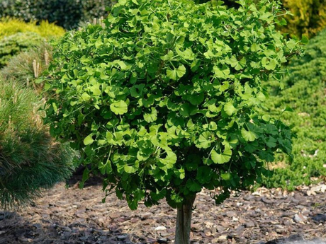 Dreviny na kmienku Ginko dvojlaločné Mariken na 100 120 cm kmienku(1)