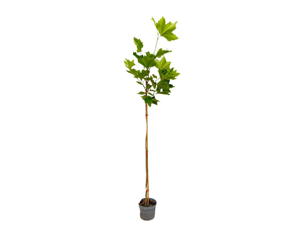 Okrasné stromy Platan javorolistý 100 120 cm(7)