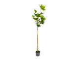 Okrasné stromy Platan javorolistý 100 120 cm(7)