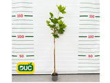 Okrasné stromy Platan javorolistý 100 120 cm(2)