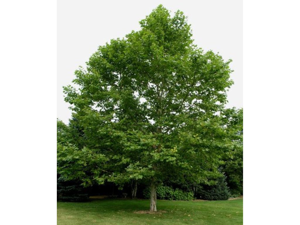 Okrasné stromy Platan javorolistý 100 120 cm(5)