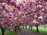 Višeň pilovitá, sakura Kanzan na kmínku 130-140 cm, výška 150-180 cm, květináč 5 l