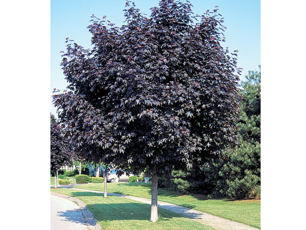 Dreviny na kmienku Javor mliečny Crimson King na 160 170 cm kmienku(5)