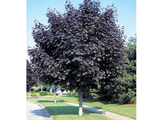 Dreviny na kmienku Javor mliečny Crimson King na 160 170 cm kmienku(5)