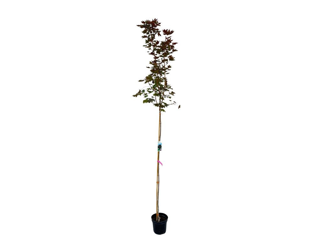 Dreviny na kmienku Javor mliečny Crimson King na 160 170 cm kmienku(8)
