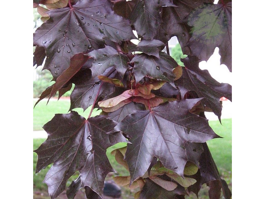 Dreviny na kmienku Javor mliečny Crimson King na 160 170 cm kmienku(3)