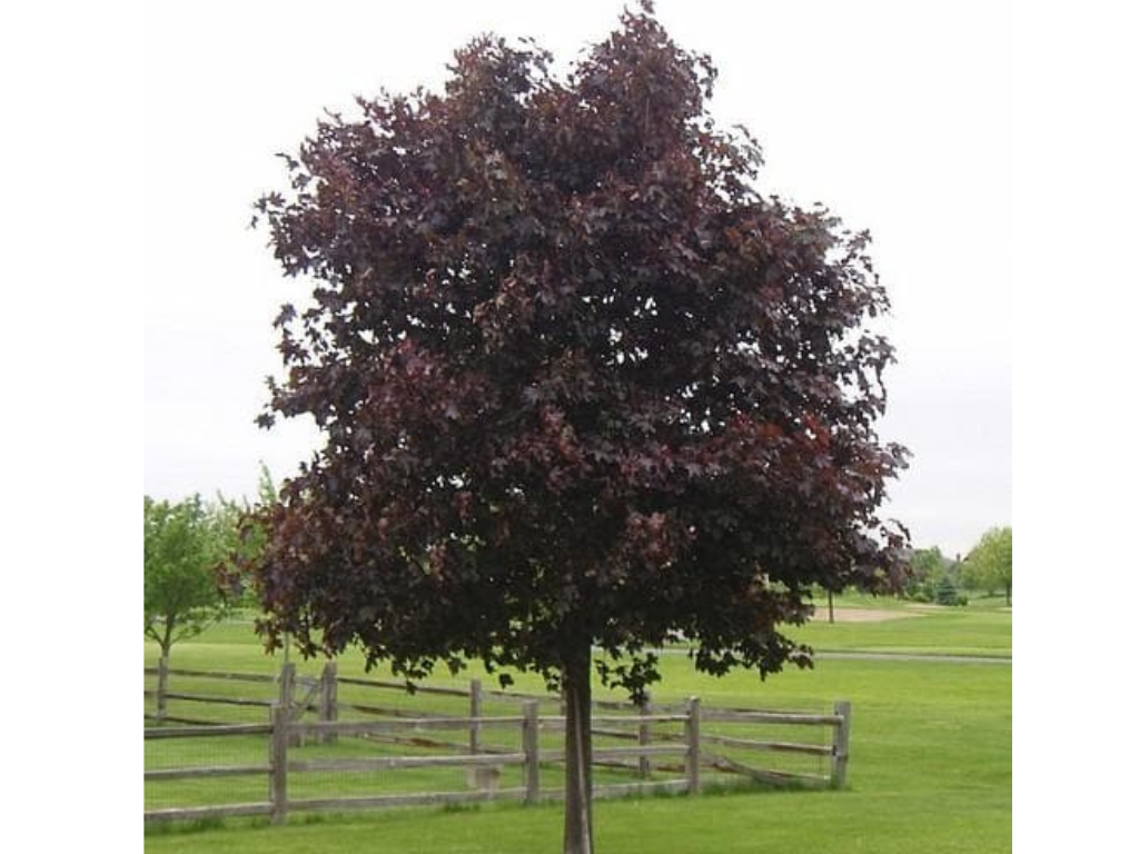 Dreviny na kmienku Javor mliečny Crimson King na 160 170 cm kmienku(7)