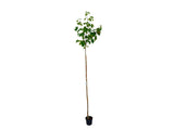 Dreviny na kmienku Javor mliečny Globosum na 200 220 cm kmienku(7)