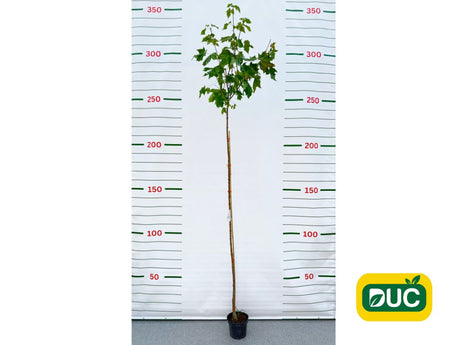 Dreviny na kmienku Javor mliečny Globosum na 200 220 cm kmienku(2)