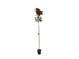 Dreviny na kmienku Javor mliečny Crimson Sentry na 160 180 cm kmienku(6)
