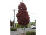 Dreviny na kmienku Javor mliečny Crimson Sentry na 160 180 cm kmienku(5)