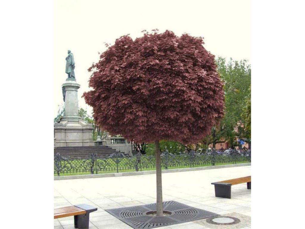 Dreviny na kmienku Javor mliečny Purple Globe na cca 200 cm kmienku(5)