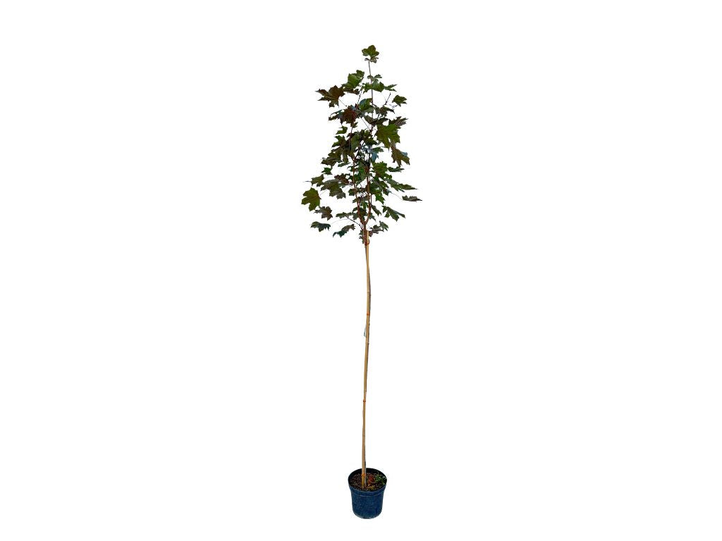 Dreviny na kmienku Javor mliečny Royal Red na 160 200 cm kmienku(6)
