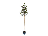Dreviny na kmienku Javor mliečny Royal Red na 160 200 cm kmienku(6)