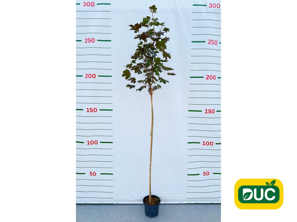 Dreviny na kmienku Javor mliečny Royal Red na 160 200 cm kmienku(2)