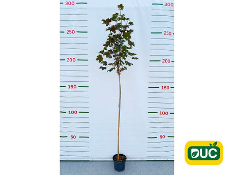 Dreviny na kmienku Javor mliečny Royal Red na 160 200 cm kmienku(2)