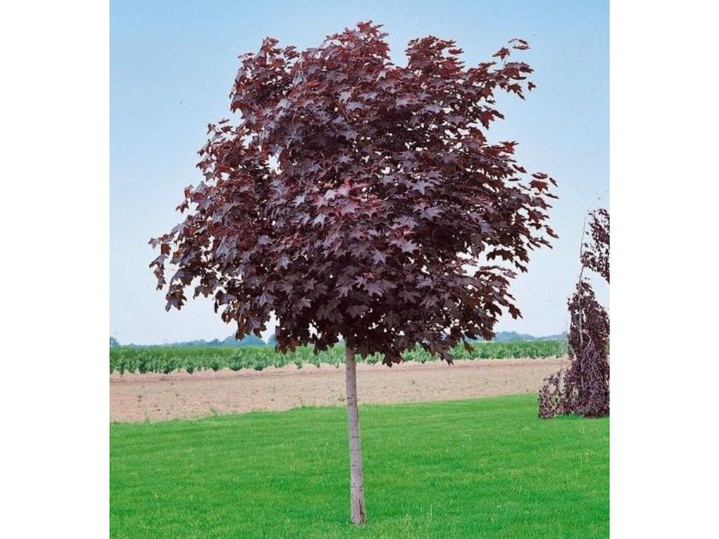 Dreviny na kmienku Javor mliečny Royal Red na 160 200 cm kmienku(5)