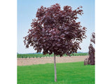Dreviny na kmienku Javor mliečny Royal Red na 160 200 cm kmienku(5)