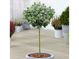 Okrasne dreviny ducplant(731)