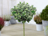 Okrasne dreviny ducplant(730)