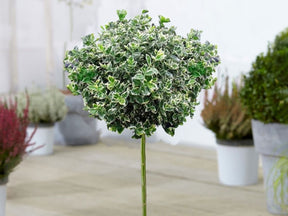 Okrasne dreviny ducplant(730)