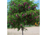 Dreviny na kmienku Agát srstnatý Rosea na 110-130 cm kmienku(4)