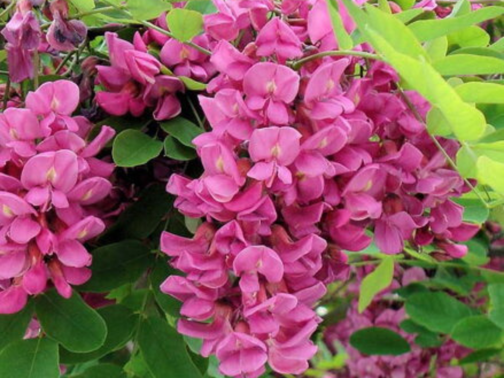 Dreviny na kmienku Agát srstnatý Rosea na 110-130 cm kmienku(5)