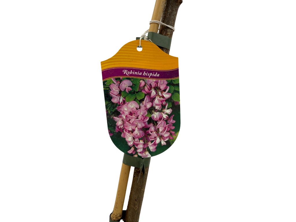 Dreviny na kmienku Agát srstnatý Rosea na 110-130 cm kmienku(2)