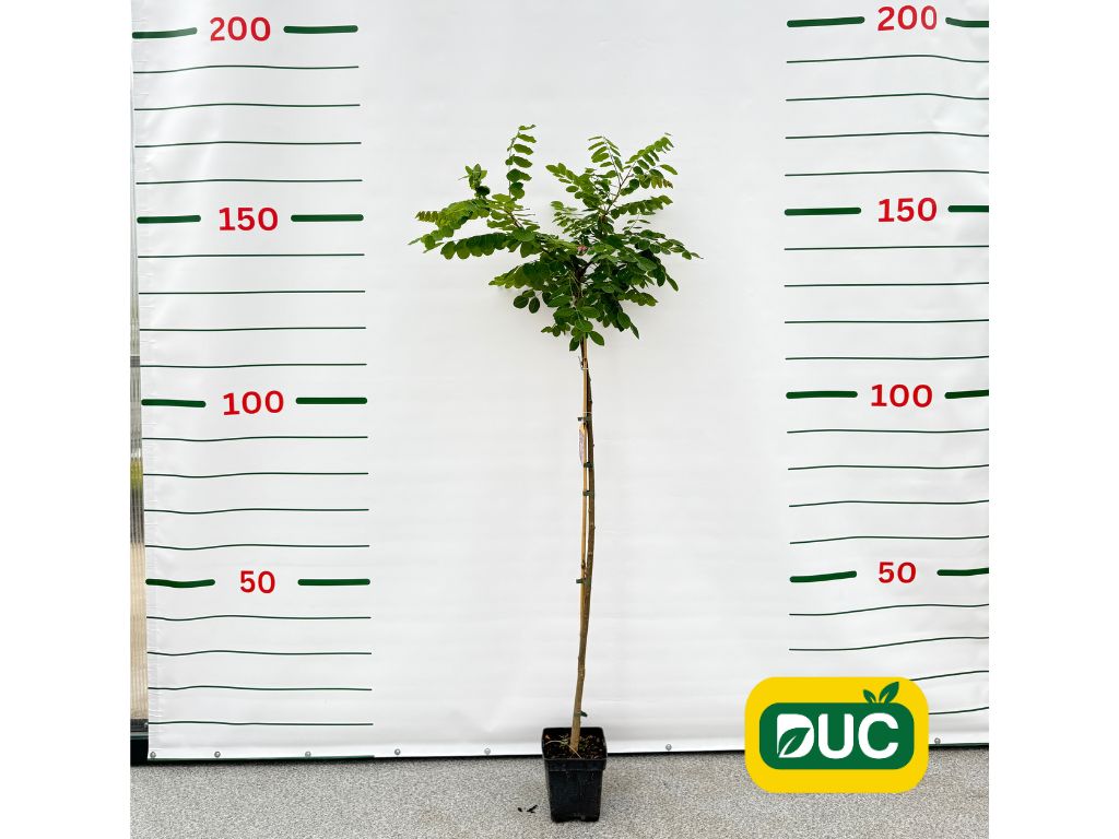 Dreviny na kmienku Agát srstnatý Rosea na 110-130 cm kmienku(1)