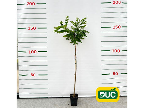 Dreviny na kmienku Agát srstnatý Rosea na 110-130 cm kmienku(1)