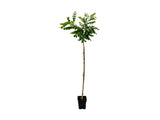 Dreviny na kmienku Agát srstnatý Rosea na 110-130 cm kmienku(7)
