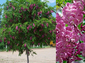Dreviny na kmienku Agát srstnatý Rosea na 110-130 cm kmienku