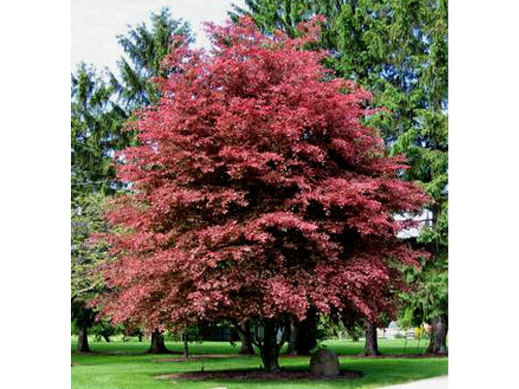 Okrasné stromy Buk lesný Purpurea Tricolor 120 160 cm(4)