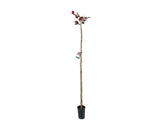 Okrasné stromy Buk lesný Purpurea Tricolor 120 160 cm(6)