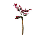 Okrasné stromy Buk lesný Purpurea Tricolor 120 160 cm(3)