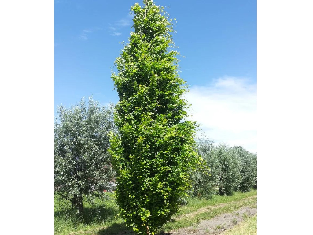 Okrasné stromy Buk lesný Dawyck Gold 70 100 cm(3)