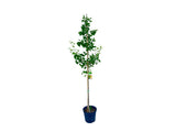 Okrasné stromy Ginko dvojlaločné 200 230 cm(6)