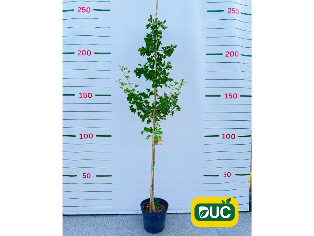 Okrasné stromy Ginko dvojlaločné 200 230 cm(2)