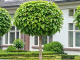 Katalpa trubačovitá Nana na kmínku 180-200 cm, výška 220-260 cm, květináč 10 l