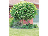 Katalpa trubačovitá Nana na kmínku 180-200 cm, výška 220-260 cm, květináč 10 l