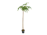 Dreviny na kmienku Breza previsnutá YOUNGII na kmienku 180 200 cm(4)