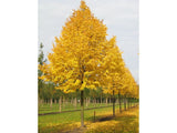 Lípa malolistá Greenspire, výška 140–160 cm, květináč 7,5 l