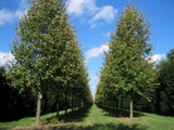 Lípa malolistá Greenspire, výška 140–160 cm, květináč 7,5 l