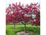 Okrasne dreviny ducplant(760)