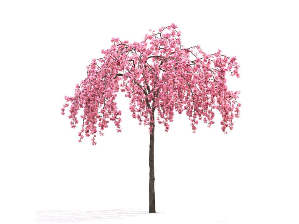 Okrasne dreviny ducplant(769)
