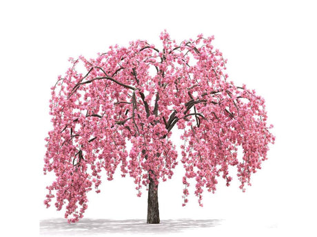Okrasne dreviny ducplant(768)